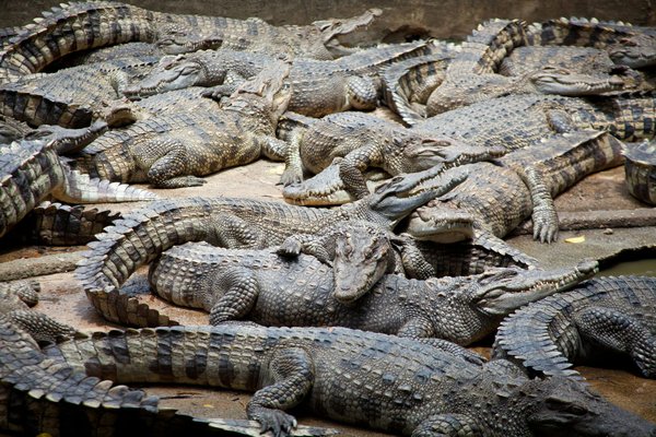 Quelles précautions prendre pour camper près des marécages infestés de crocodiles?